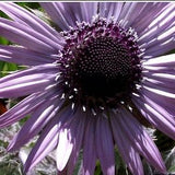 BERKHEYA PURPUREA Zulu Warrior Unique Rare Purple Hardy Perennial 5 Seeds