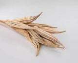 Okra Pods Stemmed Natural Single Bunch