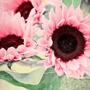 30 Seeds Pink Sun Rose Sun flower Pink Sunflower Seeds Pink Sunflower Beautiful Gorgeous Colour Rare Flowers Plant decorate garden gift