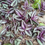 Tradescantia Zebrina Cuttings- Inch Plant- Spiderwort- Wandering Jew, Wandering Dude, Hanging Plant, Easy to Root