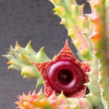 Huernia zebrina variegata live plant cutting rooted~Stapelia