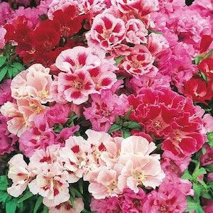 100 Pcs Godetia Grandiflora Monarch Mix Flower Seeds- Beautiful Clarkia Elegans-B169-Farewell to spring