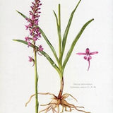 1957, Orchid engraving, Botanical plate of Orchis midge, engraving of a flora, wall decoration of flowers to frame