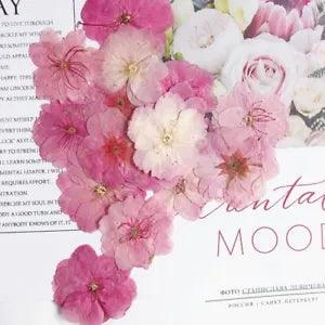 Sakura Flower Plants Herbarium Pressed Dried For Jewelry Making Face Makeup