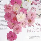 Sakura Flower Plants Herbarium Pressed Dried For Jewelry Making Face Makeup