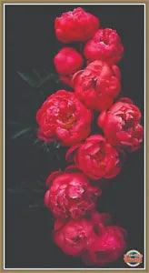 Peonies on a black 401 Chart Counted Cross Stitch Pattern Needlework craft