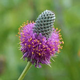 Purple Prairie Clover (Dalea purpurea) Packet of 25 seeds with New!