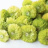 25+ seeds / Benary's Giant Lime Zinnia Seeds / Summer Garden Flower / Flower Seeds /(#38)