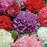 100+   Peony Poppy Double Mix Flower Seeds- -Opium Poppy- Breadseed Poppy- Papaver Paeoniflorum- Annual-B788