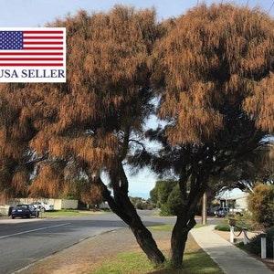 Allocasuarina verticillata - Drooping Sheoak - 10 Seeds