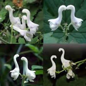 SALE 100 White Swan Orchid flower seeds and 20 Flying Duck Orchid seeds High Quality seed  nice home plant limited  fast shipping Order now