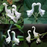 SALE 100 White Swan Orchid flower seeds and 20 Flying Duck Orchid seeds High Quality seed  nice home plant limited  fast shipping Order now