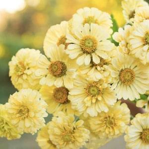 Black Friday sale25+ Seeds / Creamy Yellow Zinnia Seeds" Isabellina" /Giant Dahlia  / Summer Flower Seeds / (#41-25