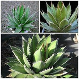 Agave ghiesbreghtii 'Purpusorum' - Purpus Agave - 10 seeds