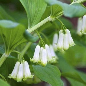 10 seeds Solomon??S Seal Flower Seed, Natural, Non GMO, Heirloom perennial