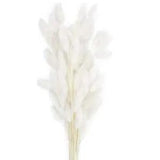 ?60 Stems Natural Dried Lagurus Ovatus Flowers Real Bouquet with Rabbit Tail7057