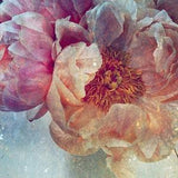 Peonies bouquet