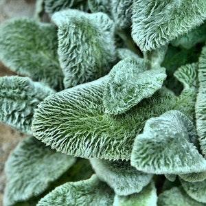 Lamb's Ear Seeds Canada, Stachys Byzantina, Soft Fuzzy Leaves, Hedgenettle Plant, Perennial Zone 3-9, Pink Flowers, Woolly Betony