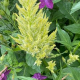 200 Soft Yellow Celosia Seeds Easy Growing Filler Flower Seeds Yellow Flower Seeds Flower Arrangement Flower Gift Idea Mother??s Day Summer