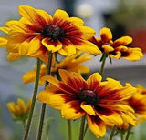 Daisy Seeds, Gloriosa Daisies, Heirloom Perennial, Heirloom Wildflowers, 75ct