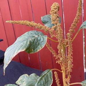 Golden Rust Amaranth - Amaranthus caudatus 100 seeds