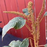 Golden Rust Amaranth - Amaranthus caudatus 100 seeds
