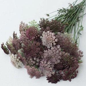 50 seeds Queen Anne??s Lace ?C Ammi majus color mix - annual