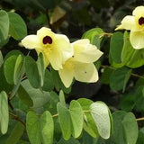 Bauhinia Tomentosa 15 Seeds, Yellow Bell Small Orchid Tree Shrub, St Thomas