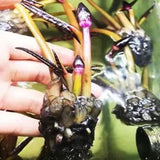 Nymphaea Sea Blue Tropical Water Lily B2G Tuber Live Aquatic Plant Flower Garden