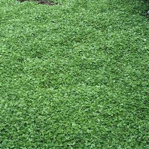 1000 Seeds- Dichondra Repens Plant-Kidney Weed- -Lawn Leaf-PV259-Dichondra Pony Foot-Beautiful Perennial