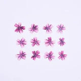 12PCS Real Pressed Dry flower, pink cherry bloom flower for art, craft FCD31