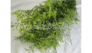 PRESERVED DYED YELLOW GREEN CASPIA FLORAL FOLIAGE FILLER FLOWER