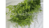 PRESERVED DYED YELLOW GREEN CASPIA FLORAL FOLIAGE FILLER FLOWER