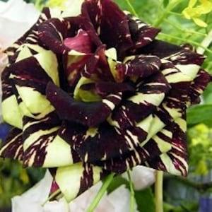 Dark red yellow roses seeds - 20 seeds - code 002