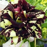 Dark red yellow roses seeds - 20 seeds - code 002