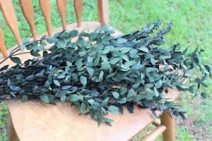 Real Preserved Dark Green Teardrop Eucalyptus, 6 ounce