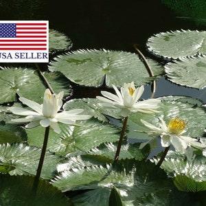 Nymphaea pubescens white - Hairy Water Lily - 10 Seeds