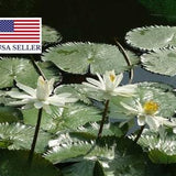Nymphaea pubescens white - Hairy Water Lily - 10 Seeds