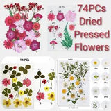 Dried Pressed Flowers for Resin DIY