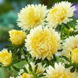 China Aster Tall Plume Isabella Yellow Olive Flowers 1g - 200 NON GMO Seeds - Callistephus Chinensis