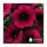 Caribou Seed Company | Easy Wave BURGUNDY VELOUR Petunia Seeds |  Trailing/Spreading Variety | Fresh Organic Seed | 10 seeds