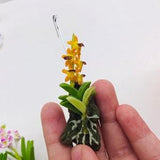 Miniature Orchids, Miniature on log hanging,Dollhouse Flower,Miniature Garden
