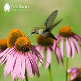 WILDFLOWER: HUMMINGBIRD Mix - 100+ Seeds  - Attracts Songbirds, Butterflies - Organic, Fresh, High Quality Seed