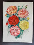 VINTAGE ORIG. COLOUR PRINT-GARDENING/FLOWERS-CARNATIONS-1932