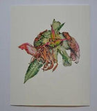 Colored Pencil Drawing of a Faded Peony Bloom, 8 x 10, Gicl???e Print