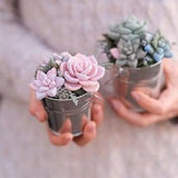 Succulent soap Flower for your office Decorative bouquet of succulents Gift boss