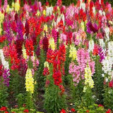 Rainbow Mix Snapdragon Seeds, Flower Seeds