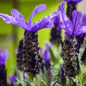 FRENCH LAVENDER Lavendula Stoechas 'Castilliano Violet' Perennial FRAGRANT! 10 Seeds