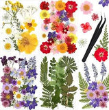 Real Dried Pressed Flowers Resin Leaves Natural Pressed Chrysanthemum Daisy Flow