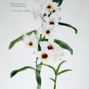 Watercolour White orchid
